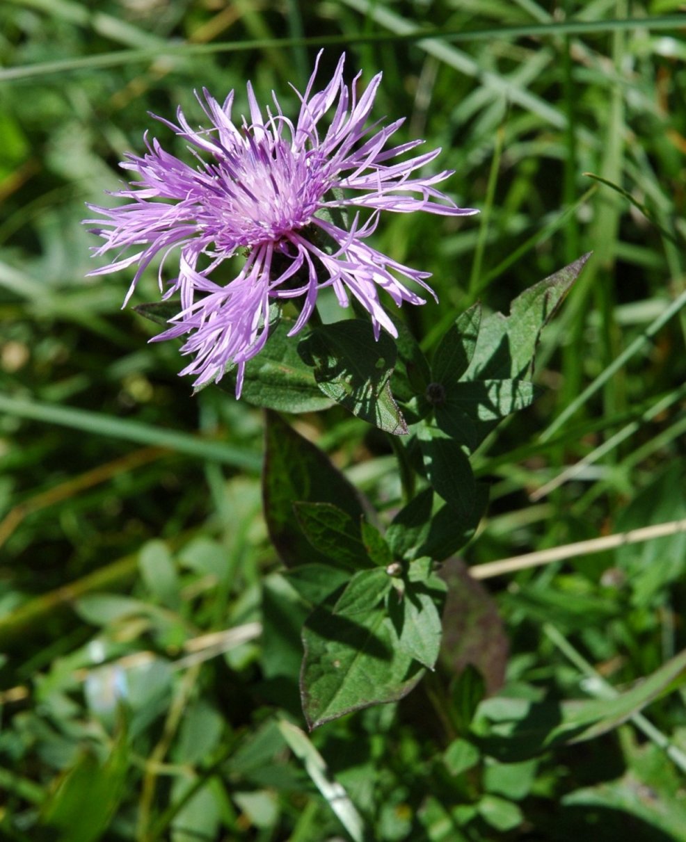 Centaurea jacea o nigra?